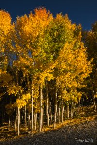Fall Colors Mt Charleston - Mt. Charleston Gifts fall colors mt charleston hoodie, golden aspen leaves on south loop trail, spring mountains near las vegas nevada, cozy long sleeve and sweatshirt layering for chilly hikes, autumn mountain air, leaf peeping season, outdoor adventure clothing, warm fall hike outfit, nevada fall foliage vibes