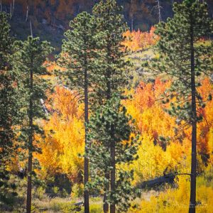 fall colors mt charleston hoodie, golden aspen leaves on south loop trail, spring mountains near las vegas nevada, cozy long sleeve and sweatshirt layering for chilly hikes, autumn mountain air, leaf peeping season, outdoor adventure clothing, warm fall hike outfit, nevada fall foliage vibes
