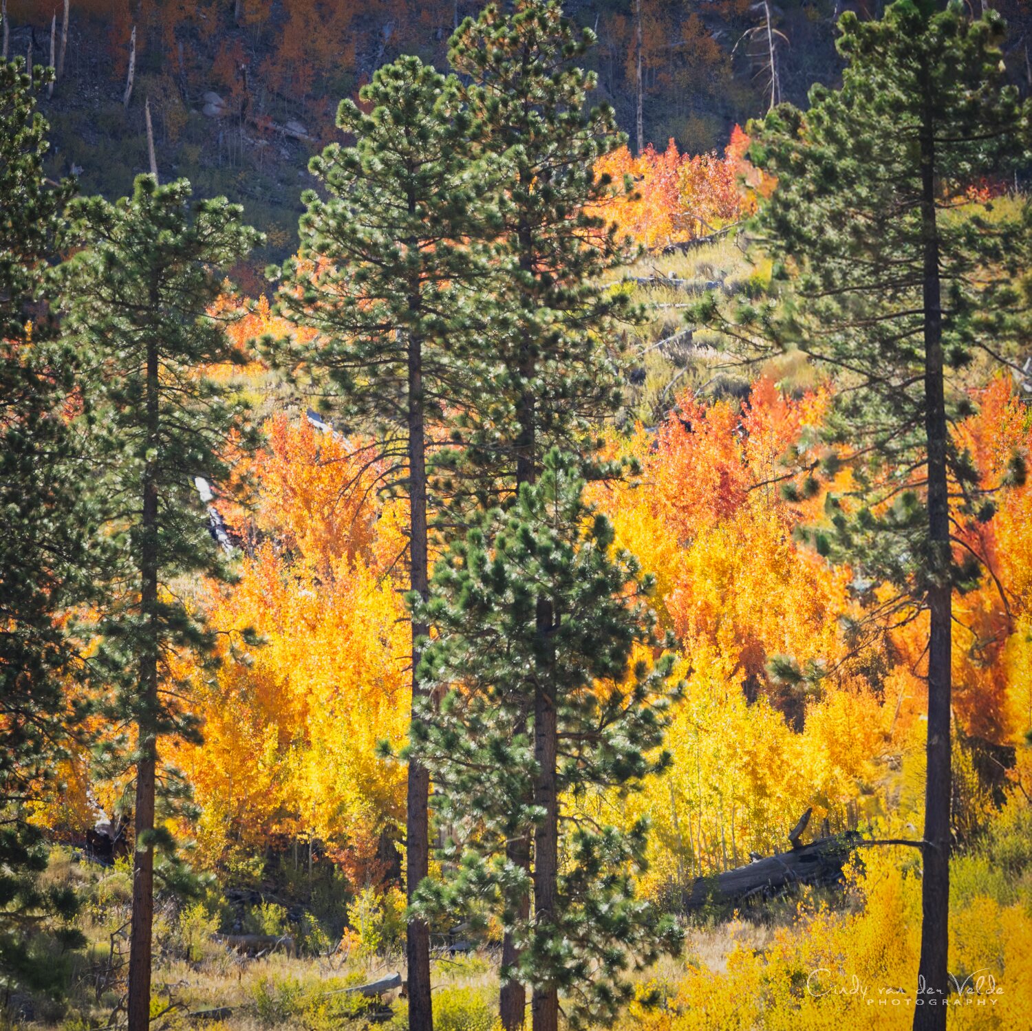 fall colors mt charleston hoodie, golden aspen leaves on south loop trail, spring mountains near las vegas nevada, cozy long sleeve and sweatshirt layering for chilly hikes, autumn mountain air, leaf peeping season, outdoor adventure clothing, warm fall hike outfit, nevada fall foliage vibes