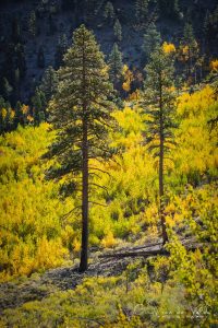 Mt Charleston Fall Colors South Loop Trail - Mt. Charleston Gifts fall colors mt charleston hoodie, golden aspen leaves on south loop trail, spring mountains near las vegas nevada, cozy long sleeve and sweatshirt layering for chilly hikes, autumn mountain air, leaf peeping season, outdoor adventure clothing, warm fall hike outfit, nevada fall foliage vibes