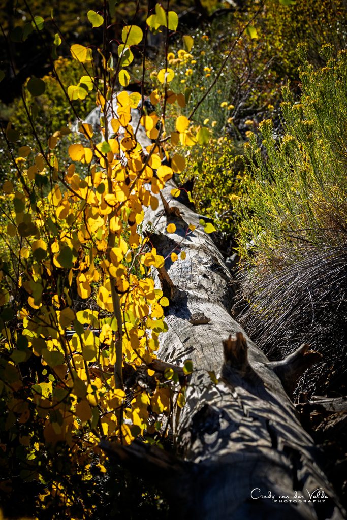 South Loop Fall Foliage - Mt. Charleston Gifts fall colors mt charleston hoodie, golden aspen leaves on south loop trail, spring mountains near las vegas nevada, cozy long sleeve and sweatshirt layering for chilly hikes, autumn mountain air, leaf peeping season, outdoor adventure clothing, warm fall hike outfit, nevada fall foliage vibes