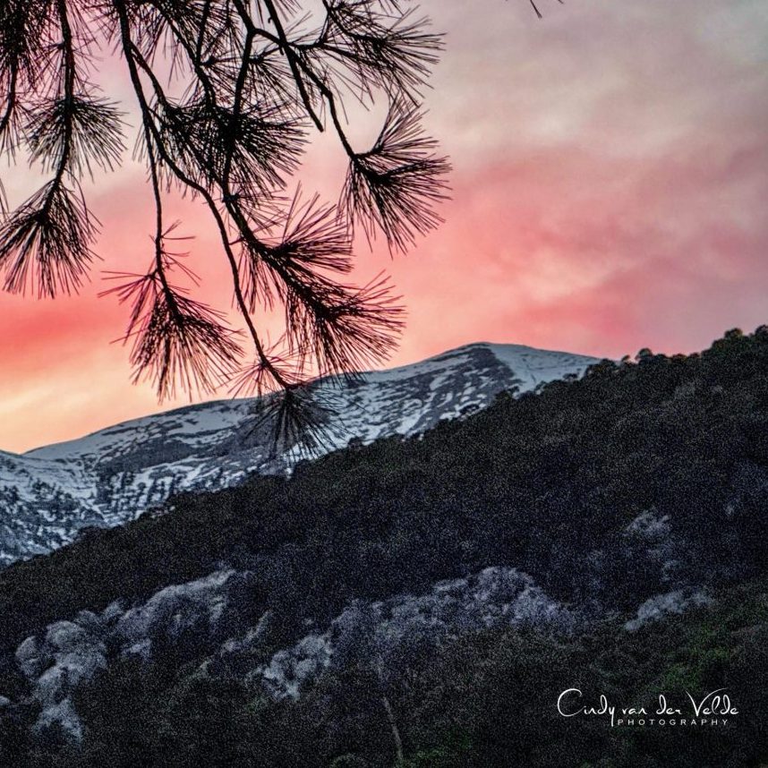 first snow mt charleston, snow flakes falling on mountain peak, snow dust over pine trees, winter clouds over Charleston Peak, cold mountain scene near Las Vegas, snowy alpine environment with trees and fog, early season snow on mountain trails