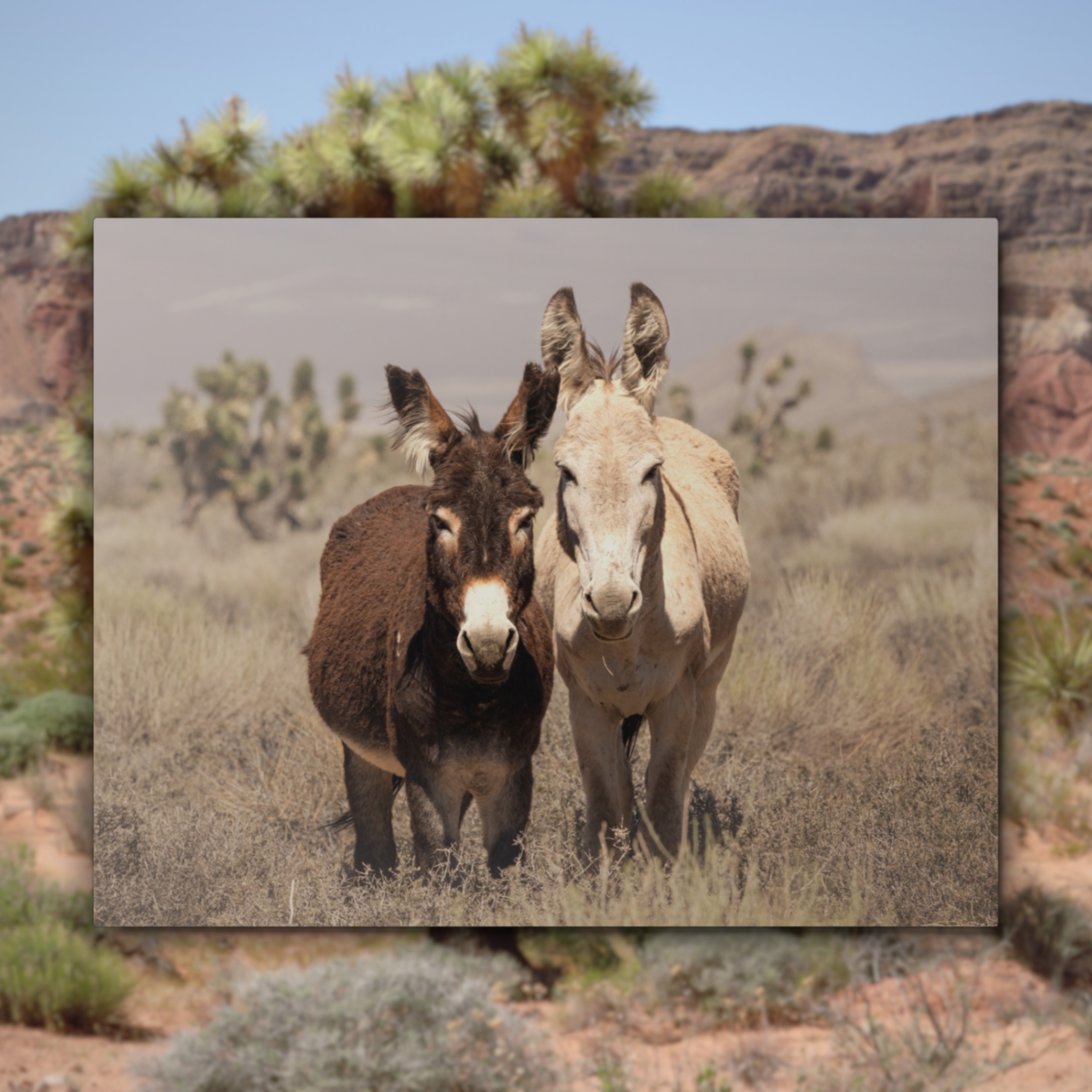 desert donkeys near mt charleston nevada wildlife metal print aluminum wall art southwest nature photography