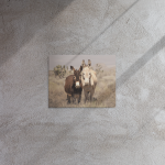 two wild burros standing in the nevada desert near mt charleston metal wall art aluminum print donkey photography southwest decor