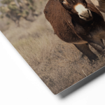two wild burros standing in the nevada desert near mt charleston metal wall art aluminum print donkey photography southwest decor