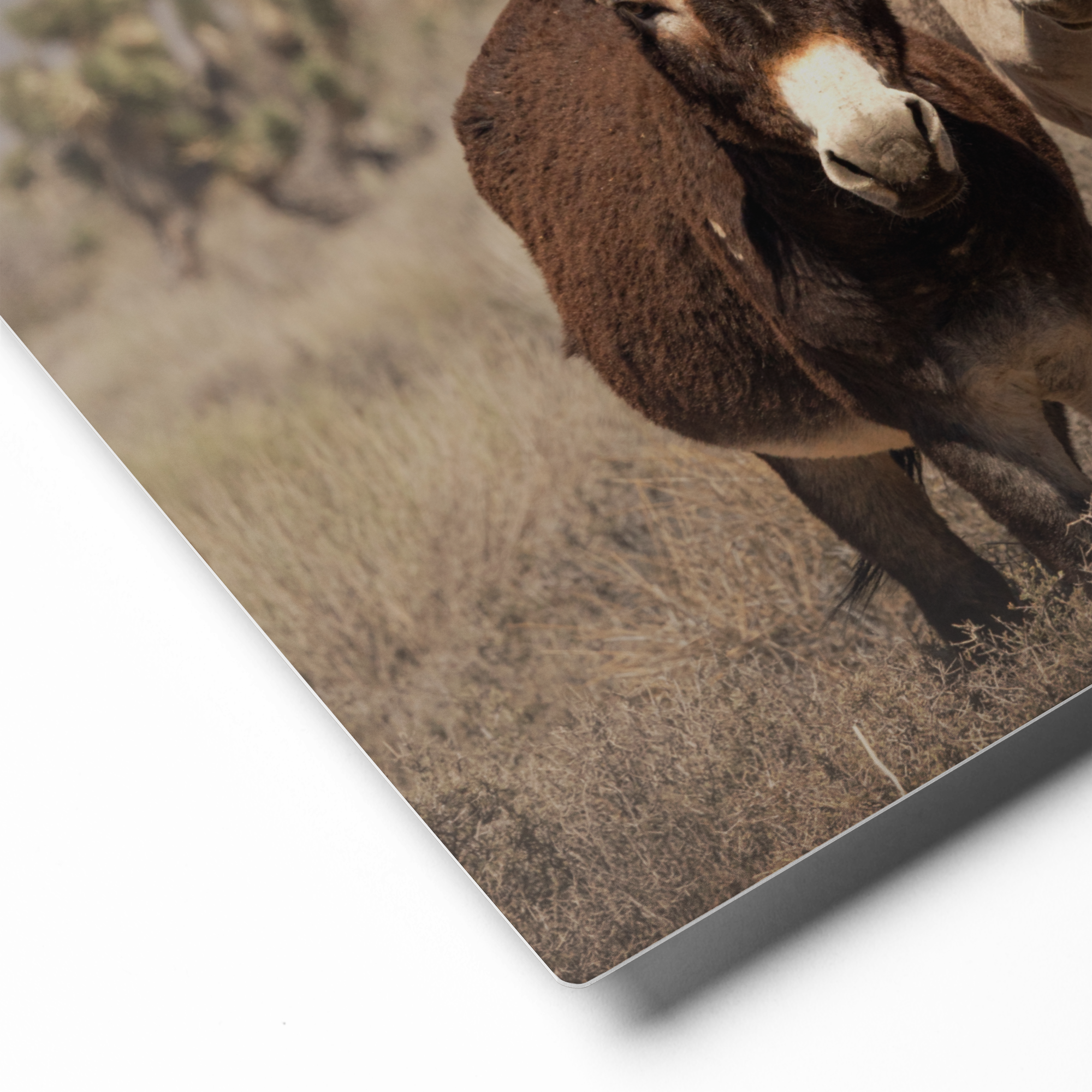 two wild burros standing in the nevada desert near mt charleston metal wall art aluminum print donkey photography southwest decor