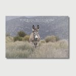 Wild burro standing near Harris Springs in the Spring Mountains Nevada, desert mountain wildlife photography, Mt Charleston scenic postcard