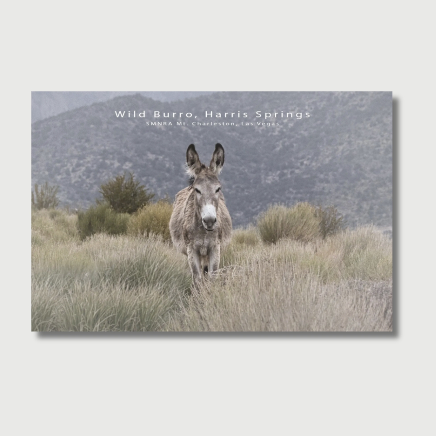 Wild burro standing near Harris Springs in the Spring Mountains Nevada, desert mountain wildlife photography, Mt Charleston scenic postcard