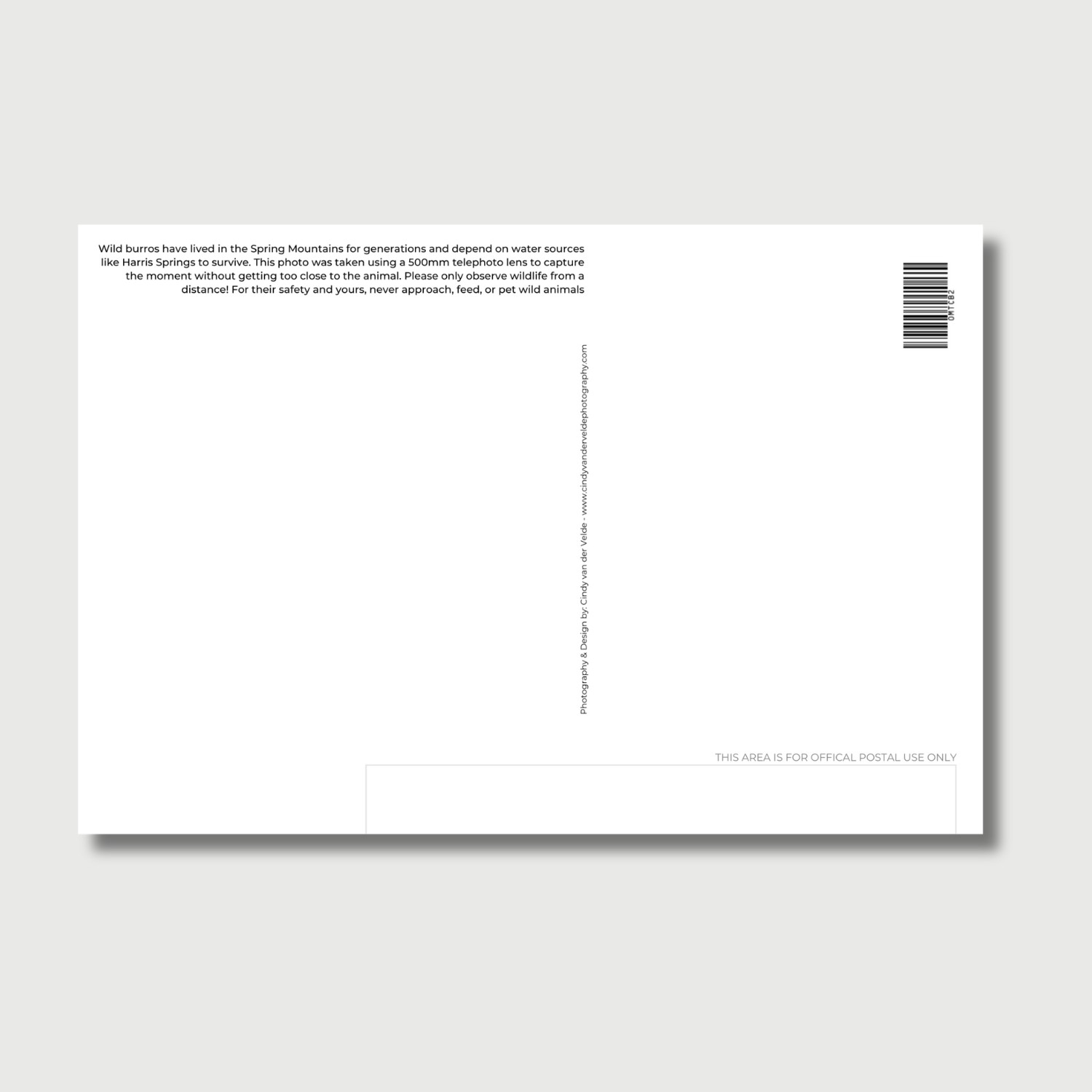 Wild donkey in the Spring Mountains Nevada near water source, telephoto wildlife photo, Mount Charleston nature postcard