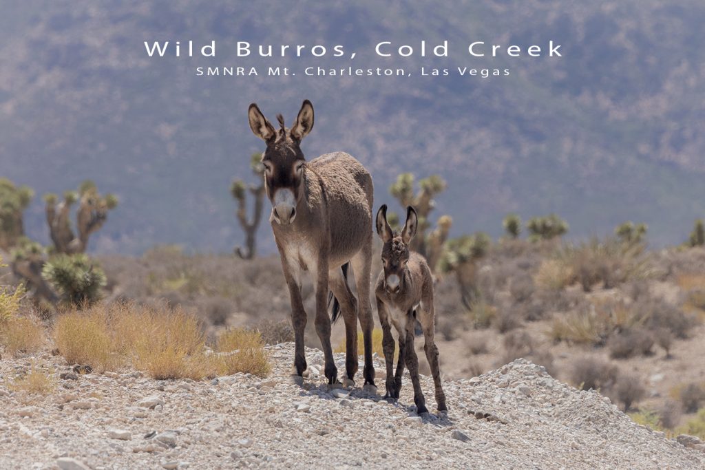 mt charleston postcards display featuring elk burros snowy sunrise north loop trailhead and ancient bristlecone pine raintree nevada mountains new spring mountains postcards with wildlife desert burros elk alpine forest snowy sunrise mt charleston visitor center gift shop