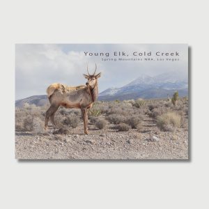 mt charleston postcards display featuring elk burros snowy sunrise north loop trailhead and ancient bristlecone pine raintree nevada mountains new spring mountains postcards with wildlife desert burros elk alpine forest snowy sunrise mt charleston visitor center gift shop