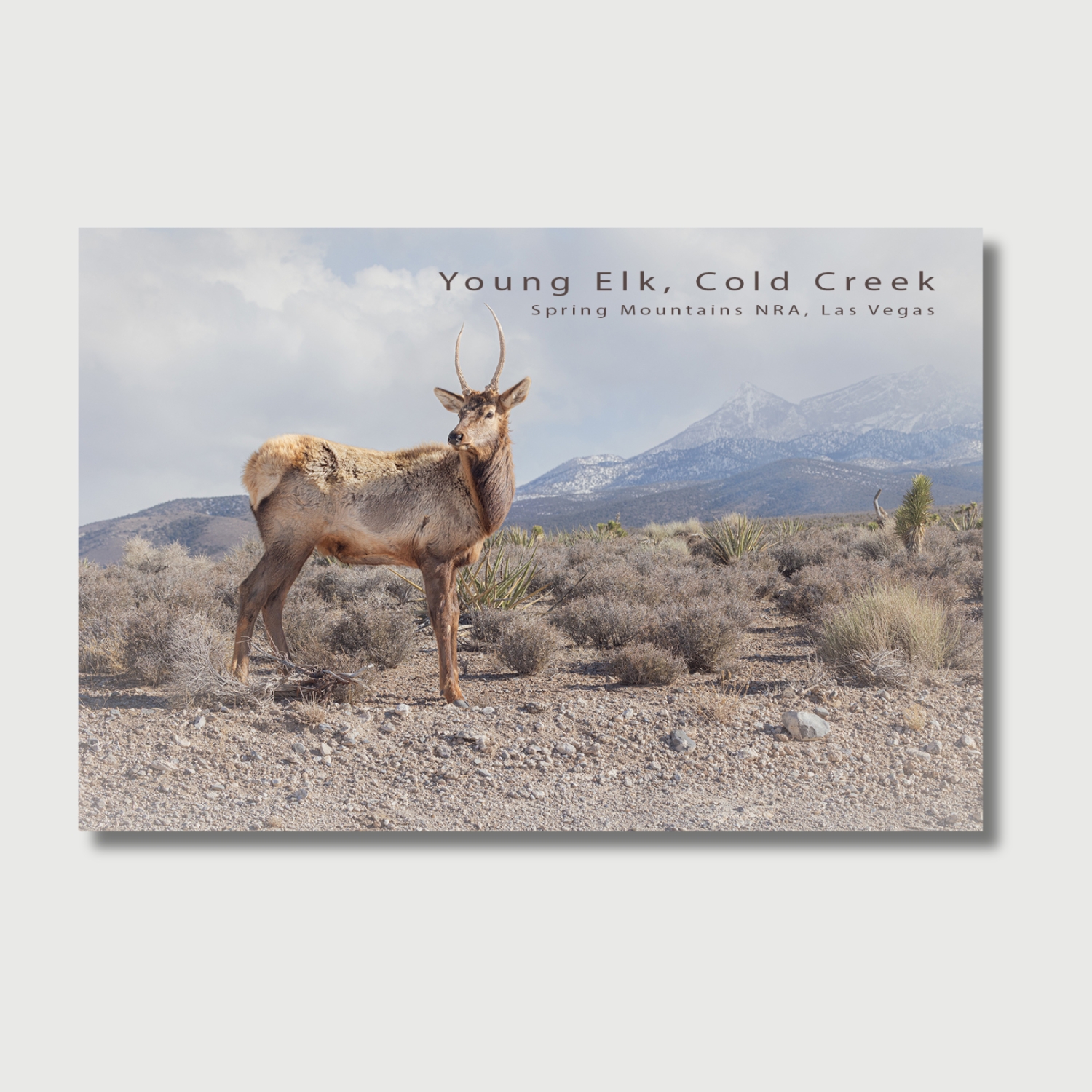 mt charleston postcards display featuring elk burros snowy sunrise north loop trailhead and ancient bristlecone pine raintree nevada mountains new spring mountains postcards with wildlife desert burros elk alpine forest snowy sunrise mt charleston visitor center gift shop