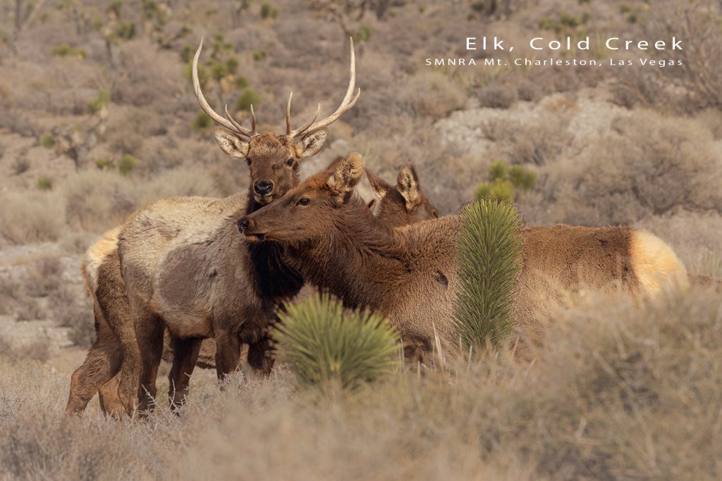 mt charleston postcards display featuring elk burros snowy sunrise north loop trailhead and ancient bristlecone pine raintree nevada mountains new spring mountains postcards with wildlife desert burros elk alpine forest snowy sunrise mt charleston visitor center gift shop
